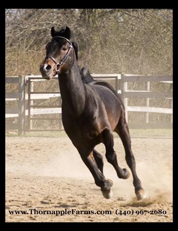 2007 LMBA August Cover