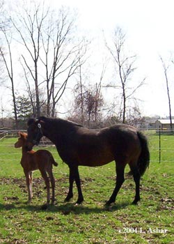 Equinox Karma and T-A-Mora Jo-Z-pizzazz