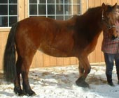 Silky (Maumturk Heather) 